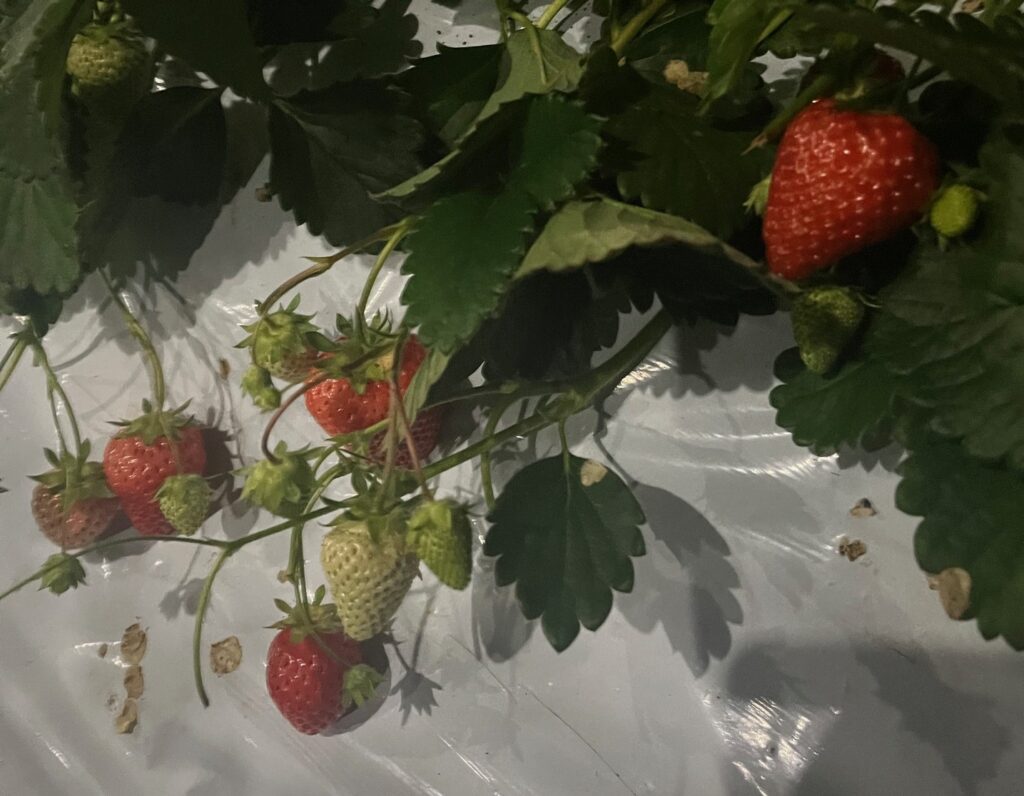 いちご狩り🍓